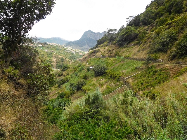 Levada da Fajazinha — Along the fields — photo 1