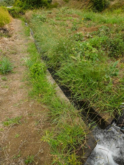 Levada da Fajazinha — The small levada stairway — photo 1