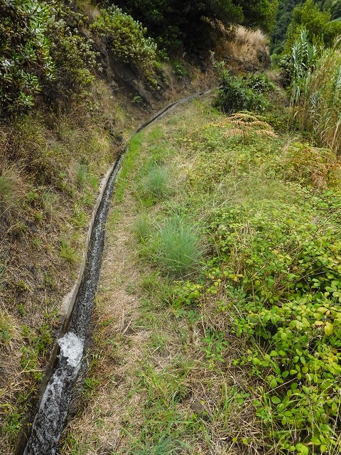 18 August 2017 Circuit above Porto da Cruz — On the Levada da Fajazinha to the end and as far as the Madre — photo 24