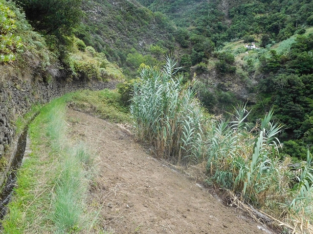 18 August 2017 Circuit above Porto da Cruz — On the Levada da Fajazinha to the end and as far as the Madre — photo 26