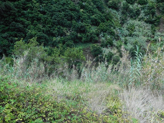 Levada da Maiata — Percurso normal da levada — foto 1