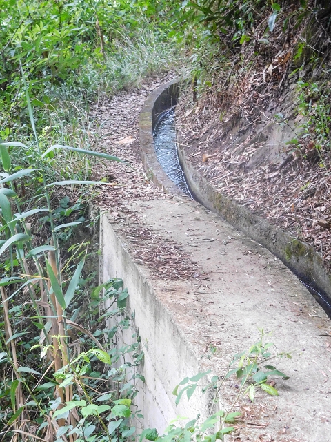 Levada da Nozelha — Im Wald — Foto 7