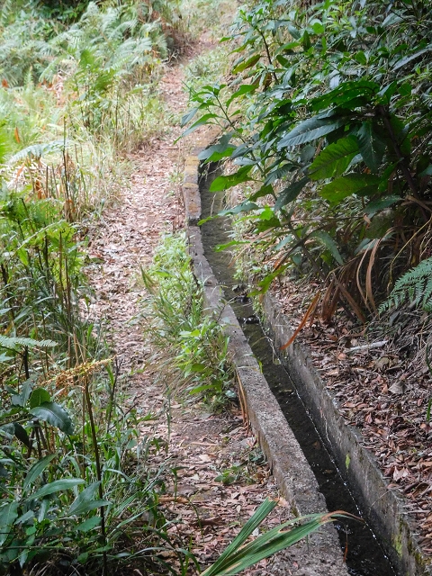 Levada da Nozelha — Im Wald — Foto 5