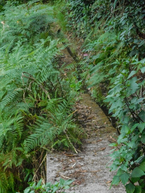 Levada da Nozelha — Im Wald — Foto 4