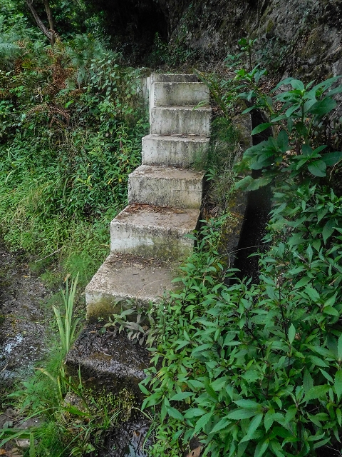 Levada da Nozelha — Im Wald — Foto 3