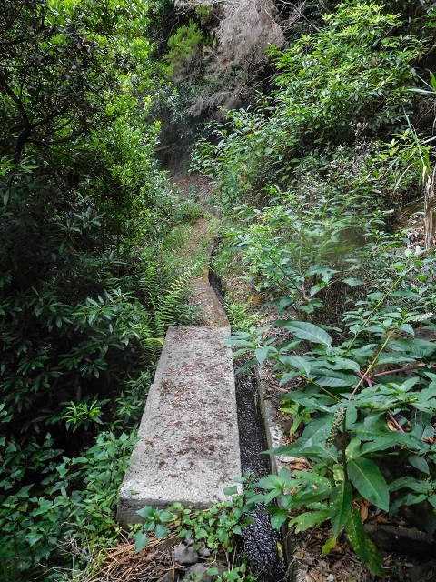 Levada da Nozelha — Im Wald — Foto 2