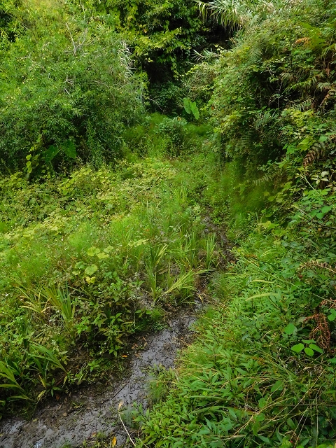 Levada da Nozelha — Madre und erste Meter — Foto 4
