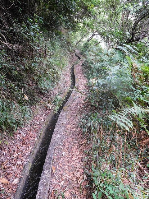 Levada da Nozelha — Im Wald — Foto 1