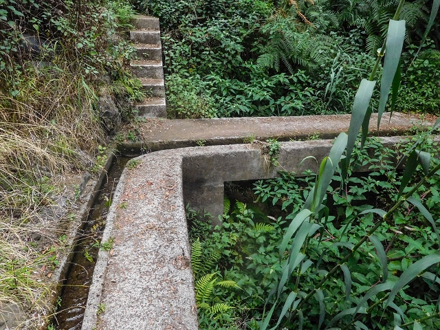 Levada da Nozelha — Im Wald — Foto 6
