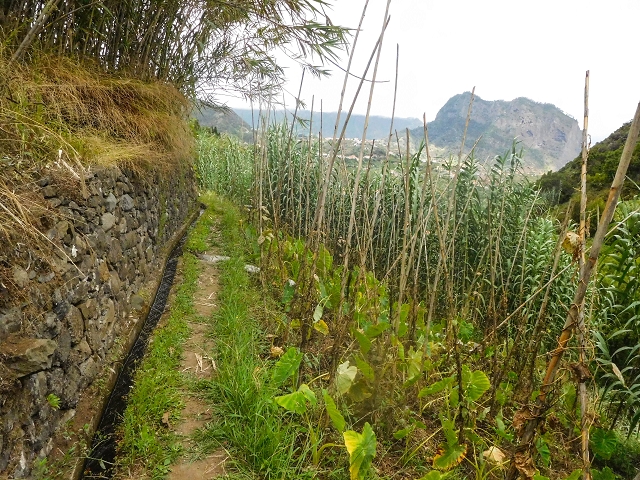 Levada da Nozelha — Oberhalb der Felder — Foto 3