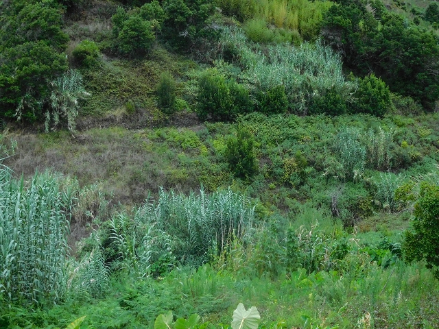 Levada da Fajazinha sup. — Foto 5