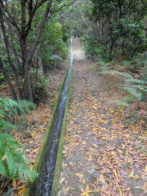 Levada da Portela — Desvio da estrada florestal e seguindo até ao troço entubado — foto 8
