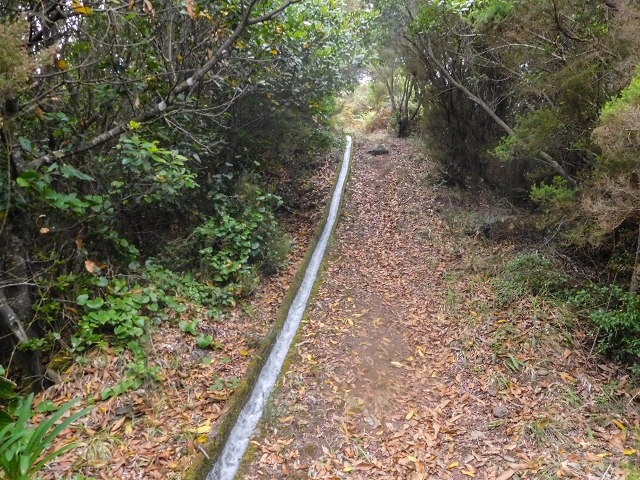 Levada da Portela — Desvio da estrada florestal e seguindo até ao troço entubado — foto 7