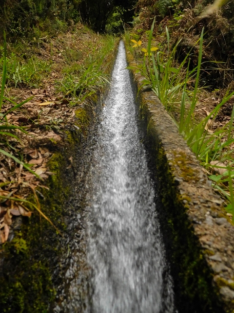 Levada da Portela — Desvio da estrada florestal e seguindo até ao troço entubado — foto 5