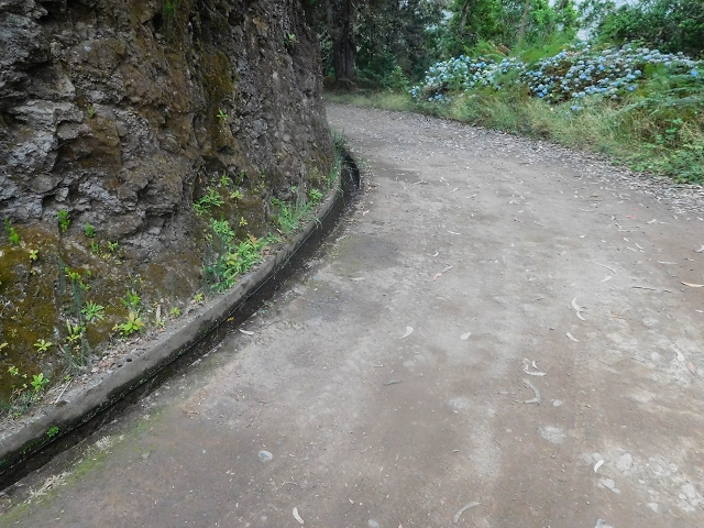 Levada da Portela — Seguindo do passo da Portela ao longo da pista florestal — foto 5