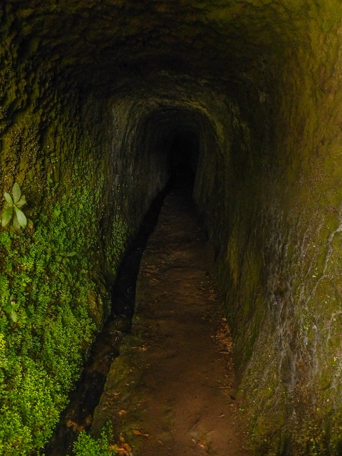 Levada da Portela — O pequeno túnel — foto 2