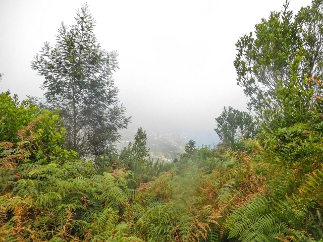 18 August 2017 Circuit above Porto da Cruz — On the Levada da Portela along the forest track and the 2 tunnels — photo 8