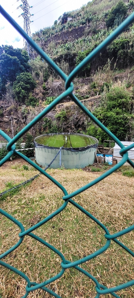 19 June 2022 Three short walks in Calheta — Levada de Sao Joao — photo 11
