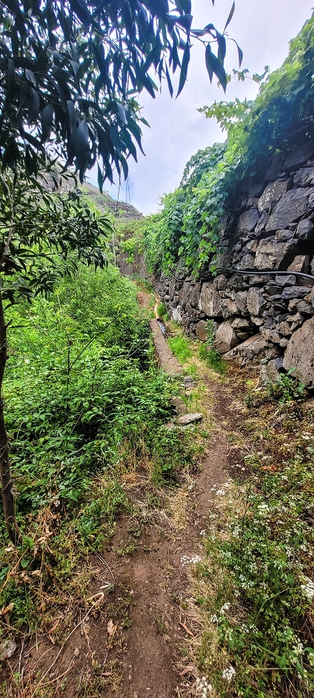 19 June 2022 Three short walks in Calheta — Levada de Sao Joao — photo 12