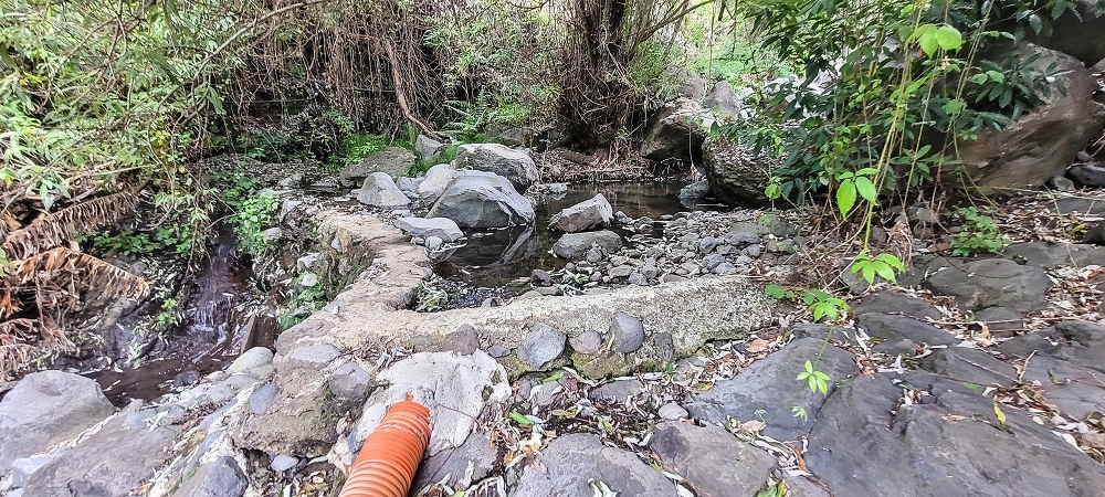 19 June 2022 Three short walks in Calheta — The Madre of the Levada de Sao Joao — photo 2