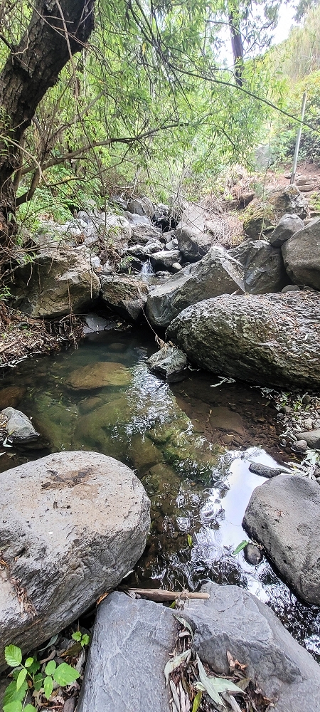 19 June 2022 Three short walks in Calheta — The Madre of the Levada de Sao Joao — photo 3