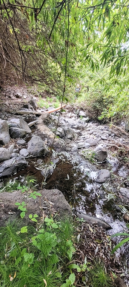 19 June 2022 Three short walks in Calheta — The Madre of the Levada de Sao Joao — photo 4