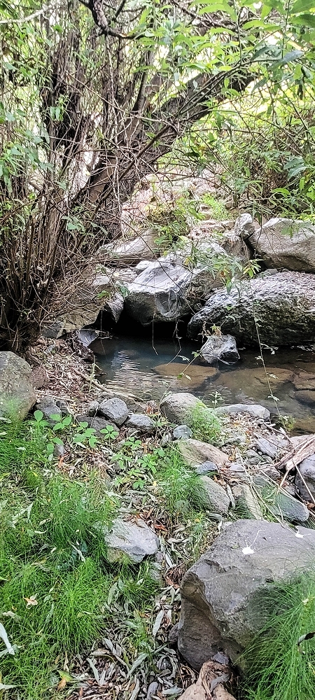 19 June 2022 Three short walks in Calheta — The Madre of the Levada de Sao Joao — photo 5
