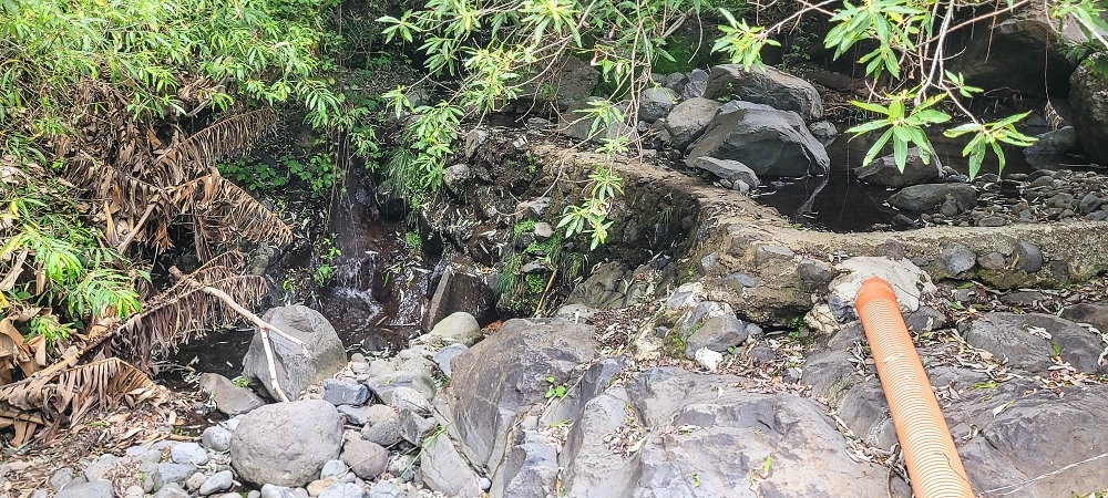 19 June 2022 Three short walks in Calheta — The Madre of the Levada de Sao Joao — photo 6
