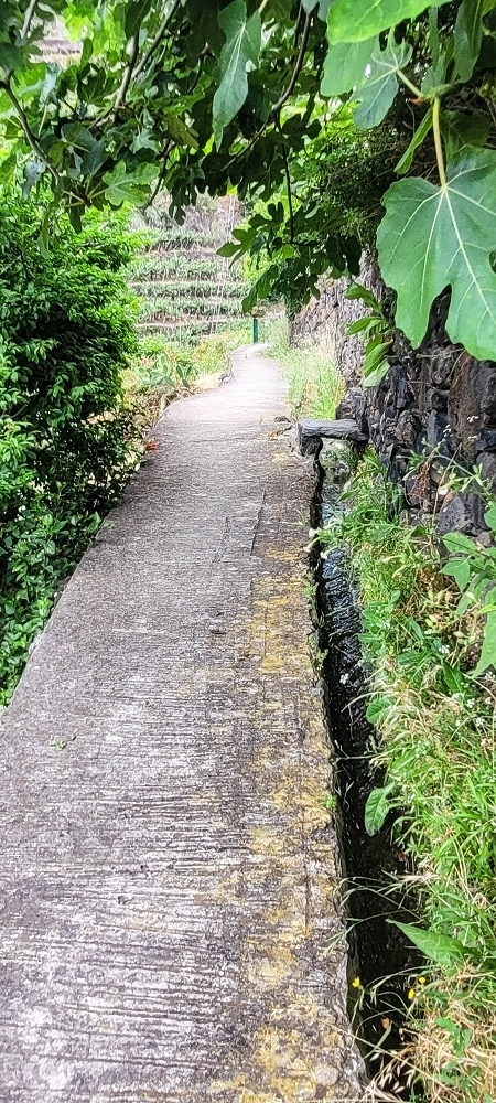 19 June 2022 Three short walks in Calheta — Back to the start on the new Caminho do Lombo do Doutor — photo 1