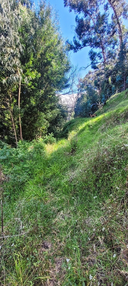 Levada da Fonte Grande — Os dois troços de prado — foto 9