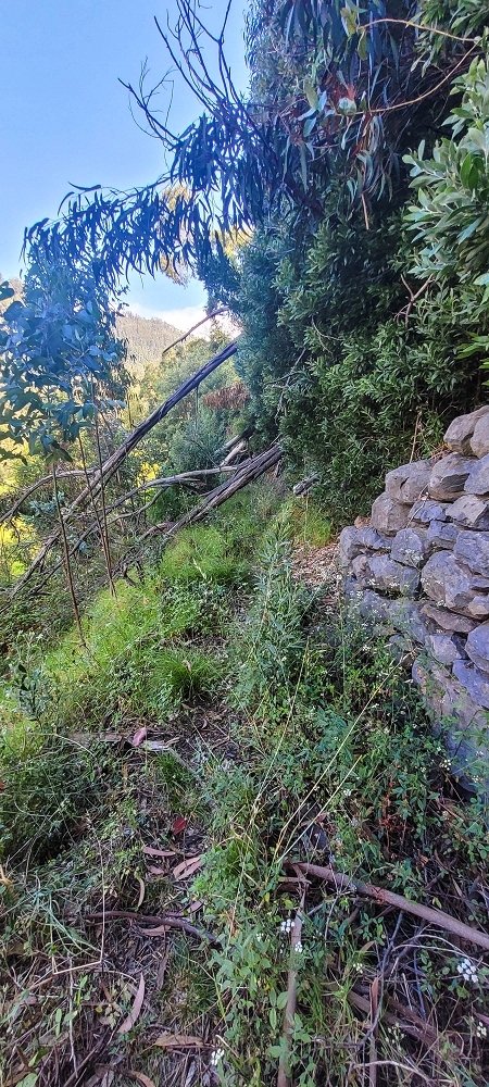 Levada da Fonte Grande — Os dois troços de prado — foto 10