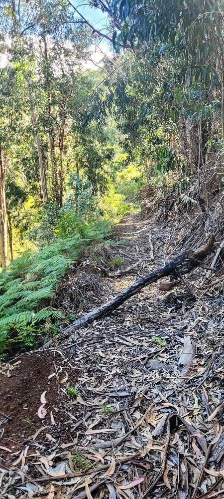 Levada da Fonte Grande — O troço de floresta — foto 7