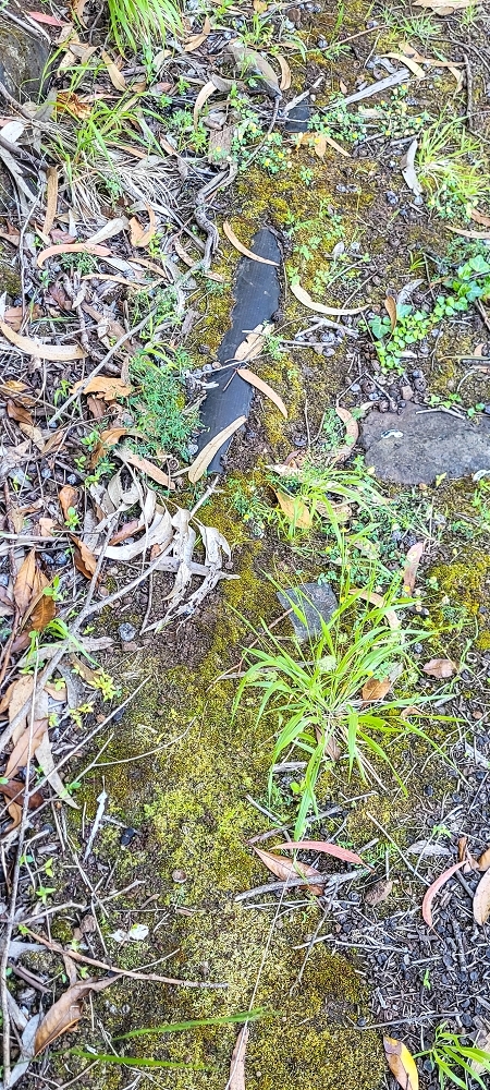 Levada da Fonte Grande — O troço de floresta — foto 8
