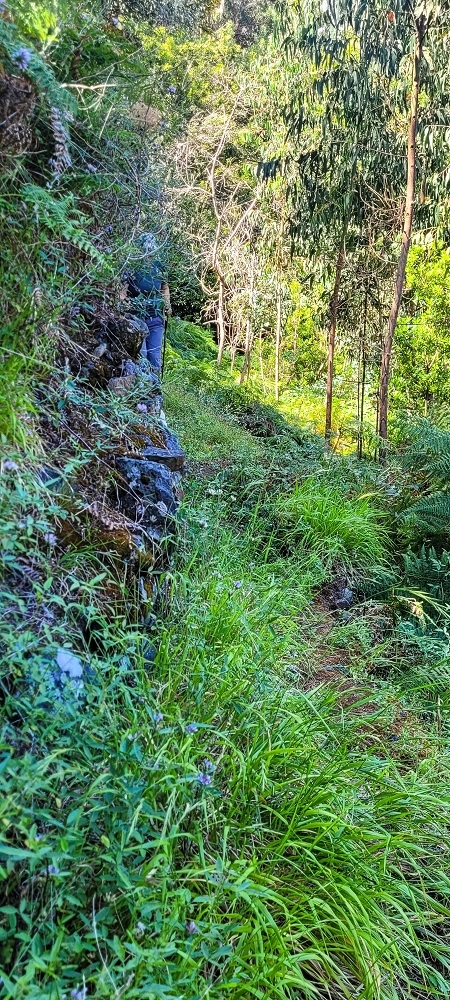 Levada da Fonte Grande — O troço de floresta — foto 9
