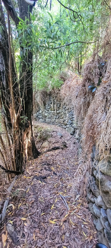 Levada da Fonte Grande — O troço de floresta — foto 11