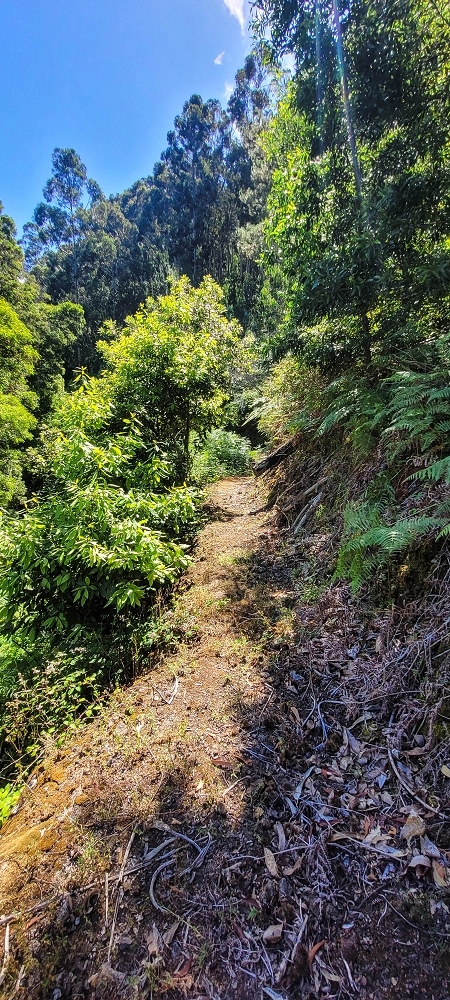 Levada da Fonte Grande — O troço de floresta — foto 12