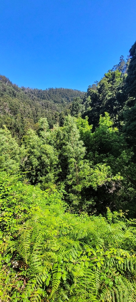 Levada da Fonte Grande — O troço de floresta — foto 13