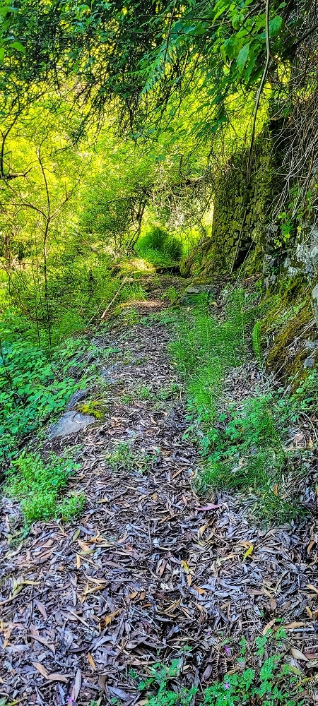 Levada da Fonte Grande — O troço de floresta — foto 14