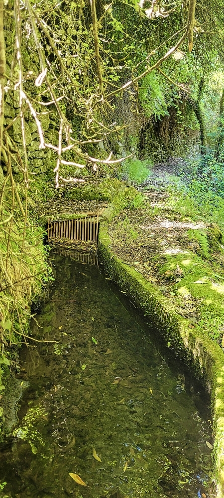 19 June 2022 Three short walks in Calheta — The Madre of the Levada da Fonte Grande — photo 1