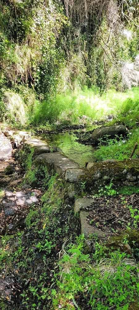 Levada da Fonte Grande — A Madre da Levada da Fonte Grande — foto 1