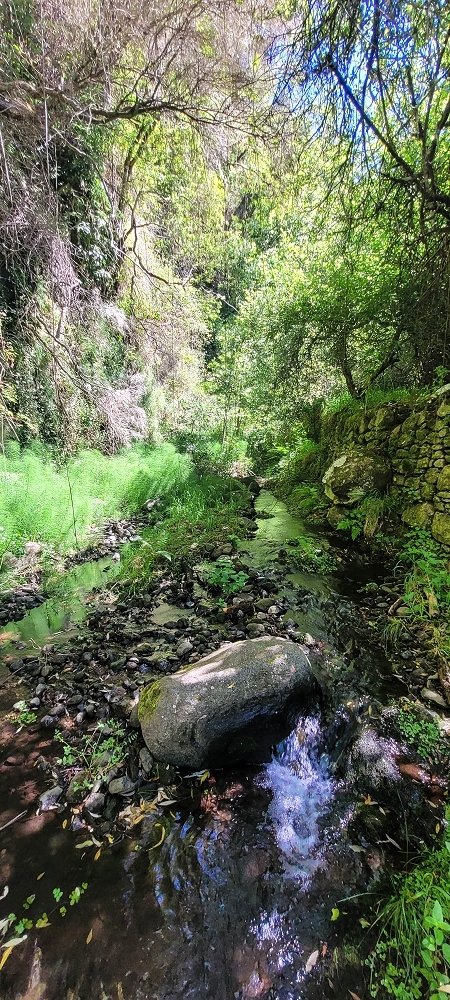 Levada da Fonte Grande — A Madre da Levada da Fonte Grande — foto 2
