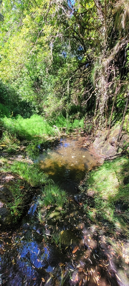 Levada da Fonte Grande — A Madre da Levada da Fonte Grande — foto 3