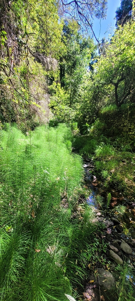 Levada da Fonte Grande — A Madre da Levada da Fonte Grande — foto 4