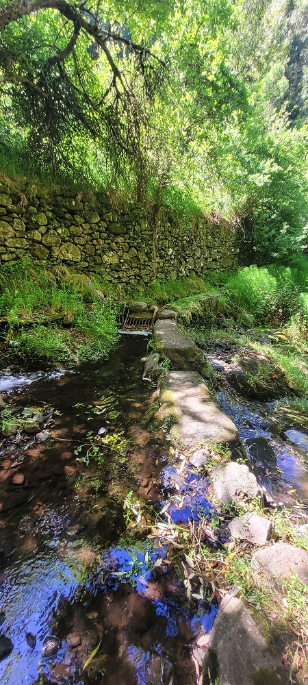 19 June 2022 Three short walks in Calheta — The Madre of the Levada da Fonte Grande — photo 6
