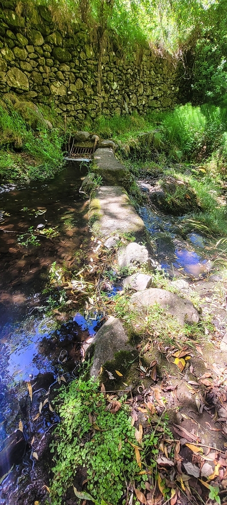 19 June 2022 Three short walks in Calheta — The Madre of the Levada da Fonte Grande — photo 8