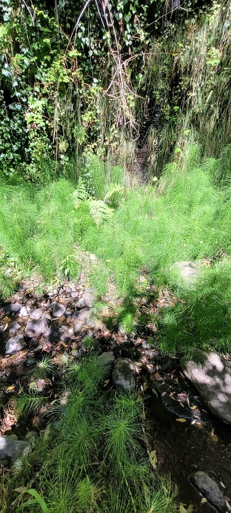 Levada da Fonte Grande — A Madre da Levada da Fonte Grande — foto 8
