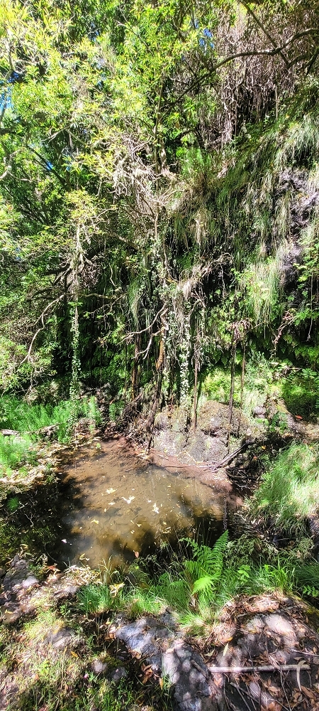 Levada da Fonte Grande — A Madre da Levada da Fonte Grande — foto 11