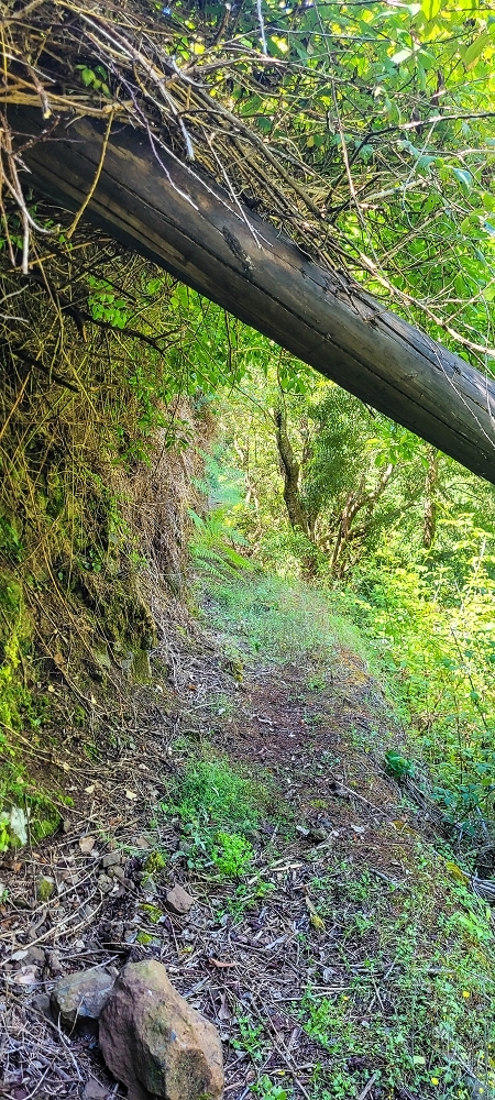 Levada da Fonte Grande — O troço de floresta — foto 1