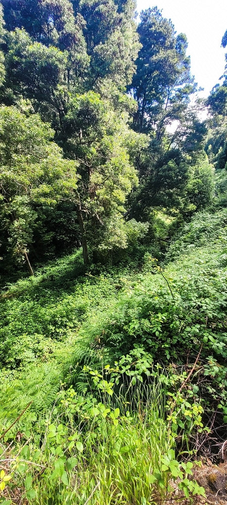 Levada da Fonte Grande — O troço de floresta — foto 2