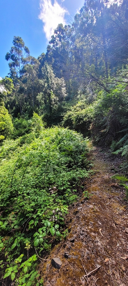 Levada da Fonte Grande — O troço de floresta — foto 3